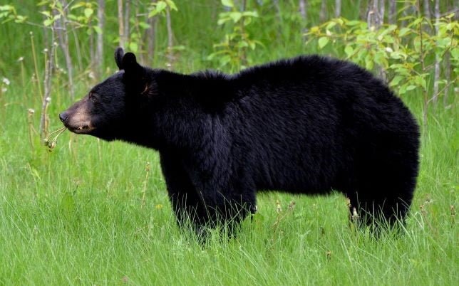 The most Popular bear is the American Black Bear
