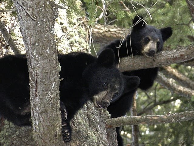 Two black bears climbing trees