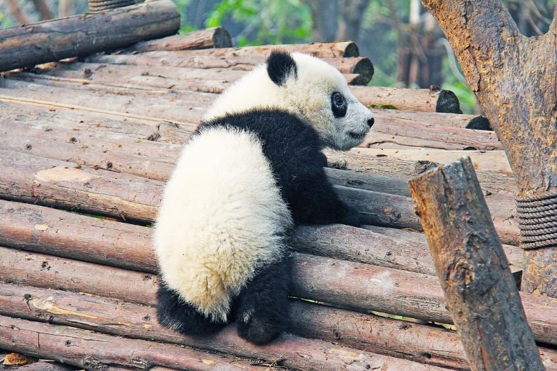 Baby panda Climbing Logs of Wood