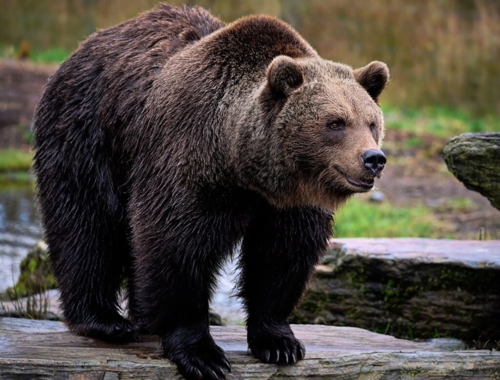 Introducing the brown bear or grizzly bear
