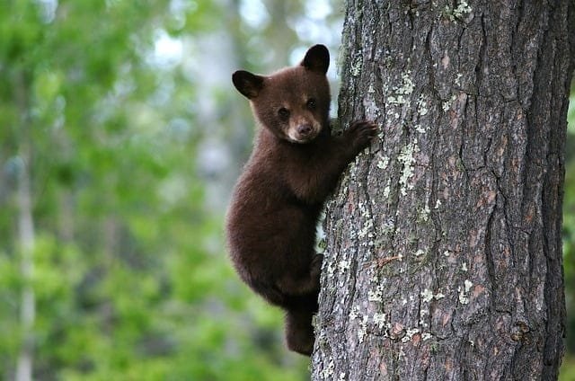 Cub Grizzly climbing tree