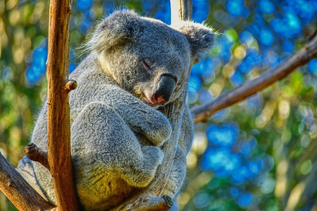 Koala bear sleeping in a tree