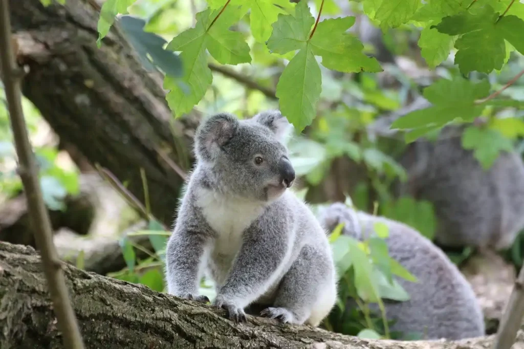 Cute koala on a Tree Trunk and a few more in the background