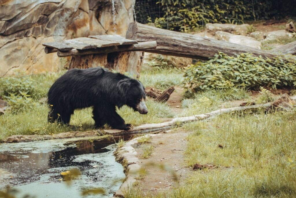Sloth Bear in the Zoo