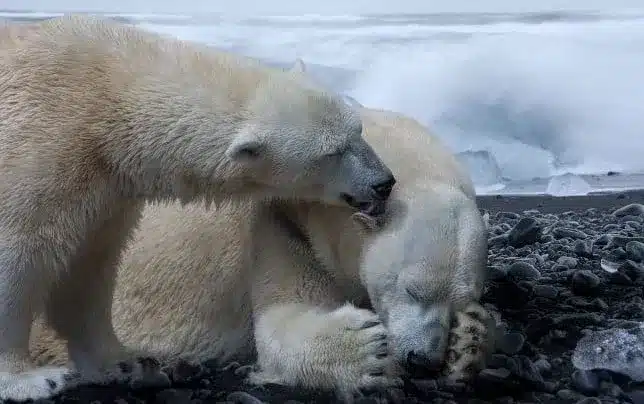 One Polar Bear taking Care of another