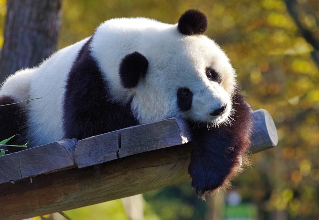 panda, big panda, bamboo-3875289.jpg