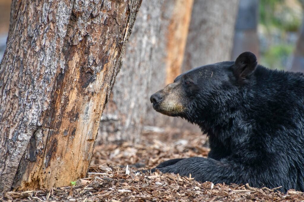 American Black bear from side view