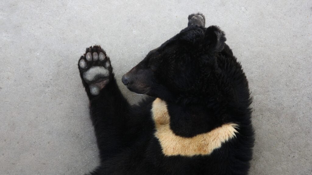 black bear with white on chest