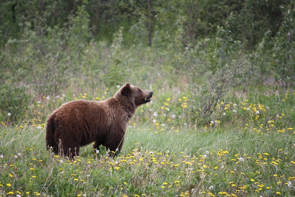 A Grizzly n grass with yellow flowers