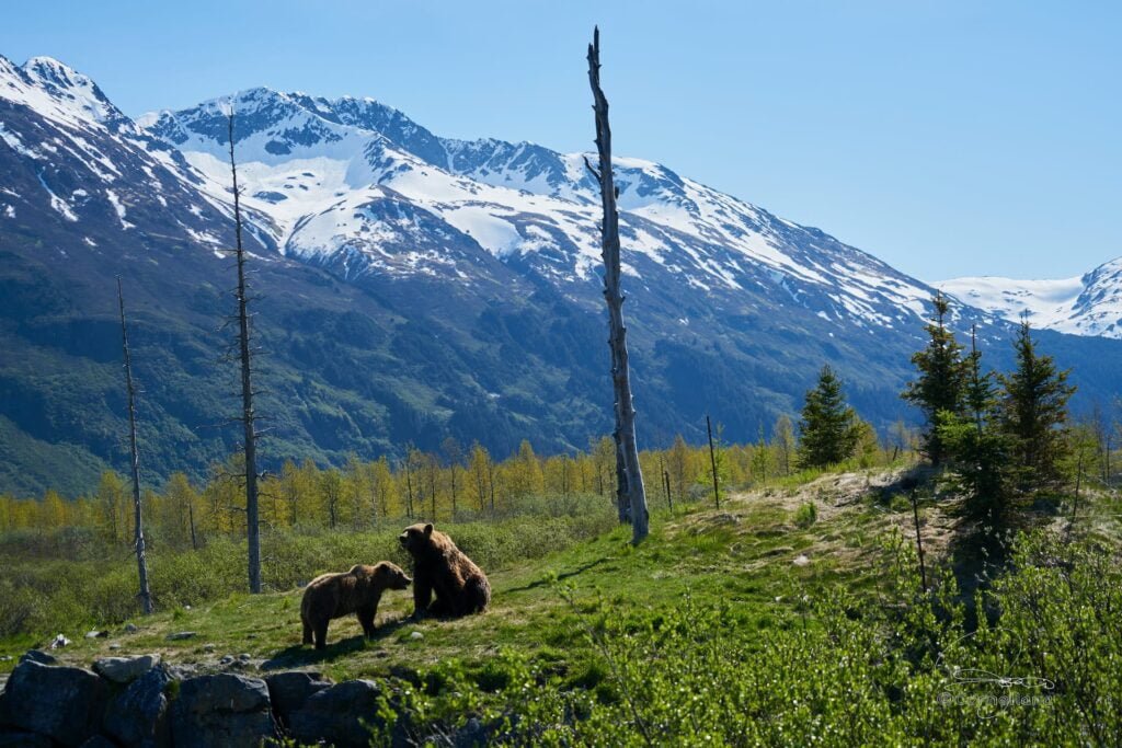 Snowy mountain in the background, no leaves on the trees, two grizzly bears in the grass