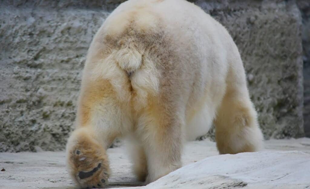 Polar bear tail from behind