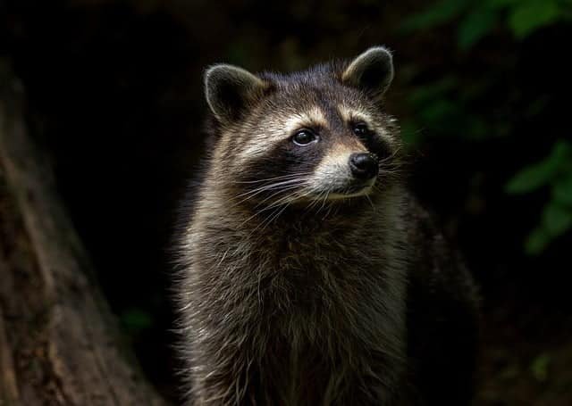 A Raccoon in the woods