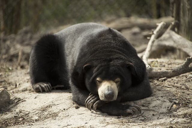 Sun Bear in the Zoo