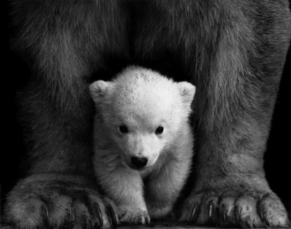 Black and white picture of a Polar bear and a bearcub