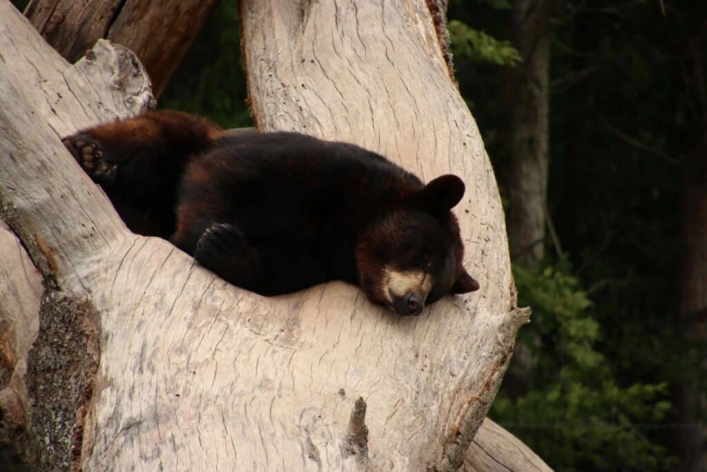 Black bear sleeping comfortably in a tree