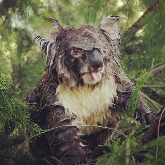 Wet Koala Bear soaked through rain
